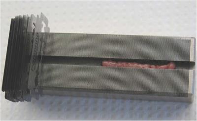 In vitro Lipolysis and Leptin Production of Elephant Seal Blubber Using Precision-Cut Adipose Tissue Slices